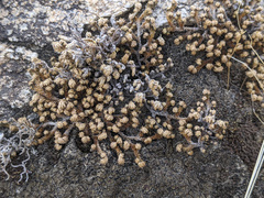 Selaginella eremophila