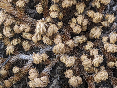 Selaginella eremophila