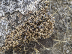 Selaginella eremophila