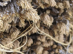 Selaginella eremophila