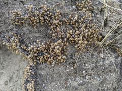 Selaginella eremophila
