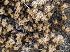 Selaginella eremophila