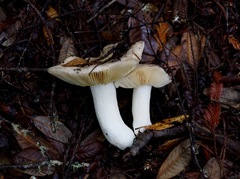 Russula olivacea