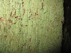 Bacidia rubella
