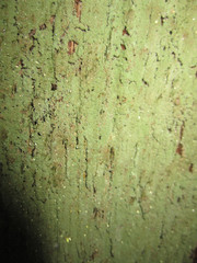 Bacidia rubella