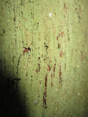 Bacidia rubella
