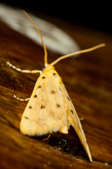 Calamoschoena stictalis