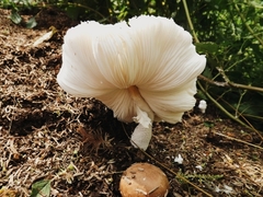 Leucocoprinus cretaceus