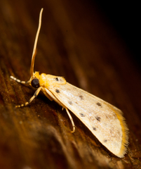 Calamoschoena stictalis