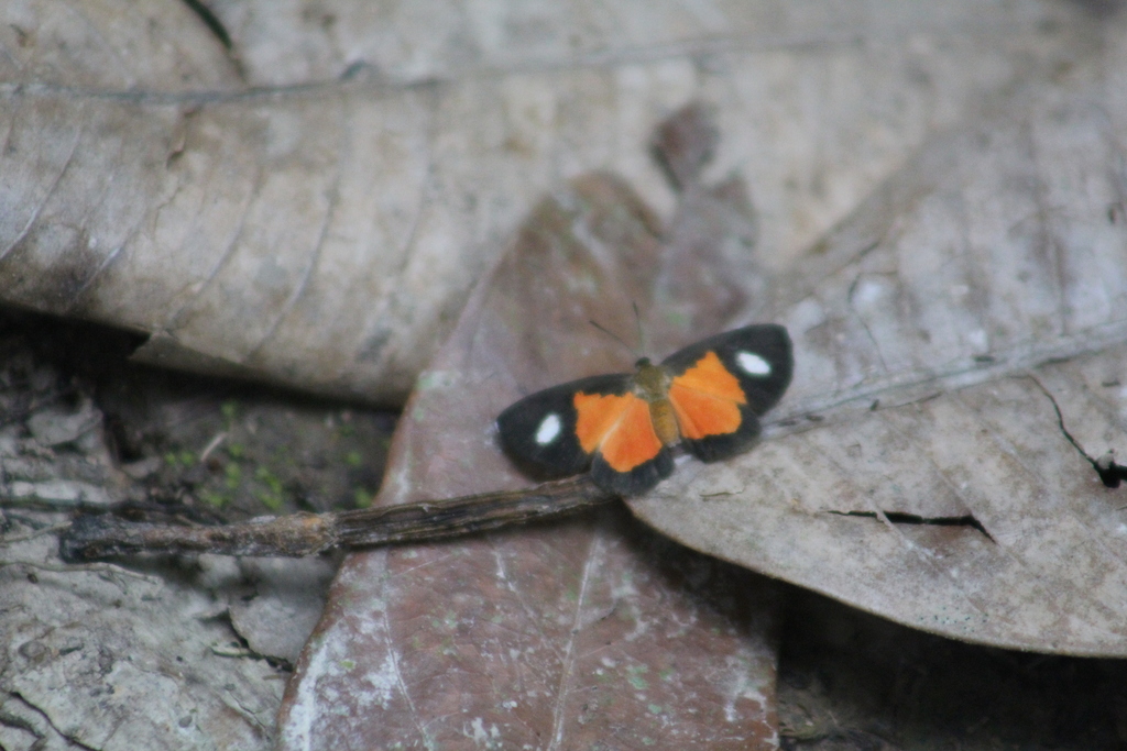 Mesene paraena
