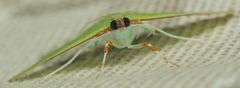 Parotis prasinophila