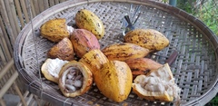 Theobroma cacao