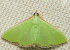 Parotis prasinophila