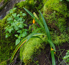 Stenomesson aurantiacum