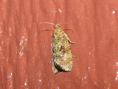 Olethreutes ferrolineana