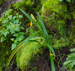 Stenomesson aurantiacum