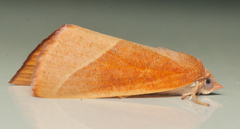 Terpnostola ardescens