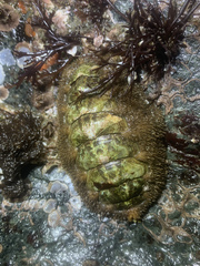 Mopalia ciliata