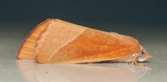 Terpnostola ardescens