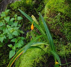 Stenomesson aurantiacum