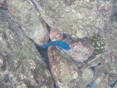 Microspathodon dorsalis