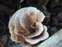 Fungi