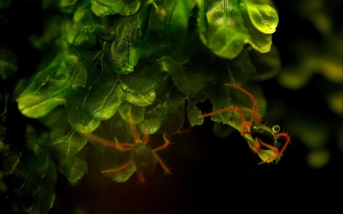 Linopenthaleus irki