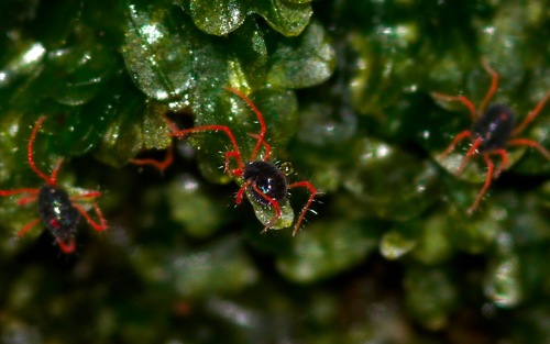 Linopenthaleus irki
