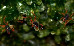 Linopenthaleus irki