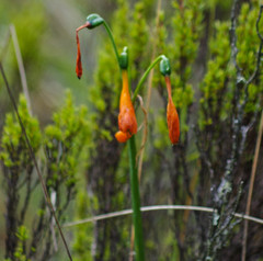 Stenomesson aurantiacum