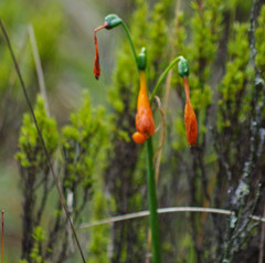 Stenomesson aurantiacum