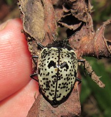 Cypherotylus adrianae