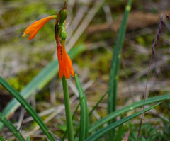 Stenomesson aurantiacum