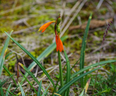 Stenomesson aurantiacum