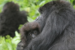 Gorilla beringei beringei
