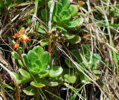 Echeveria quitensis