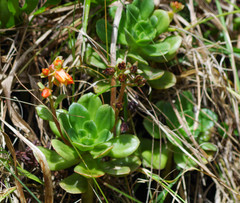 Echeveria quitensis
