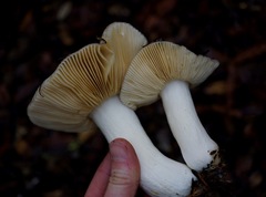 Russula olivacea
