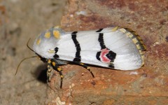 Diaphone mossambicensis