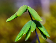 Pellaea ternifolia