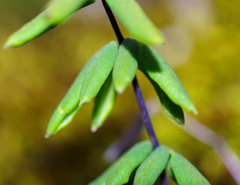 Pellaea ternifolia