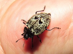Cypherotylus adrianae