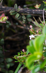 Arcytophyllum thymifolium