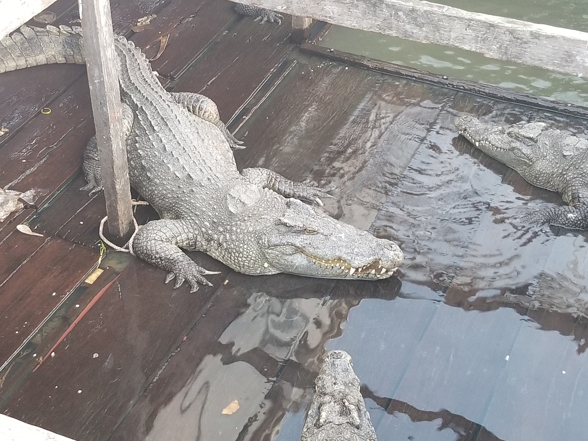 Cocodrilo de Siam (Crocodylus siamensis) · iNaturalist Ecuador