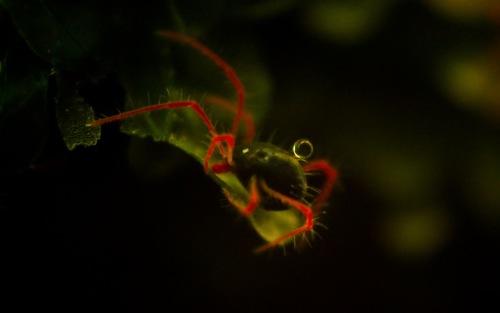 Linopenthaleus irki