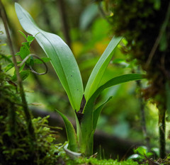 Vandoideae