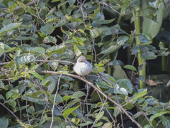 Pyrocephalus rubinus