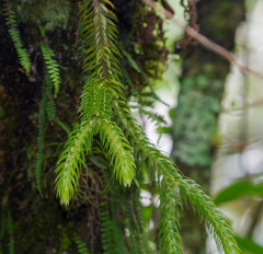 Phlegmariurus hartwegianus