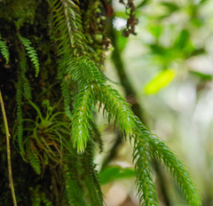 Phlegmariurus hartwegianus