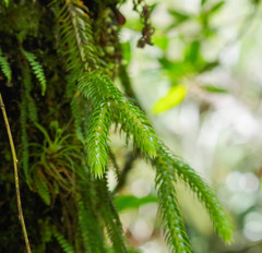 Phlegmariurus hartwegianus